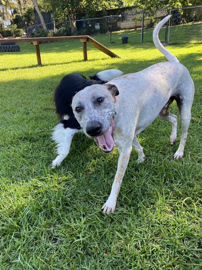 DDC Bigs 5/12 💕🐾 Terrigal Pet Resort Doggy Day Care Flickr