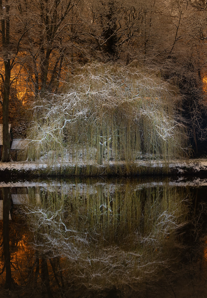 The Willow Tree The Willow Tree Durham City Riverbanks Nor… Flickr