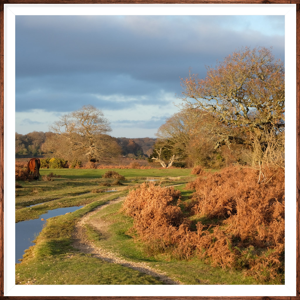Golden Hour in the New Forest Hants Beautiful scenic new f… Flickr