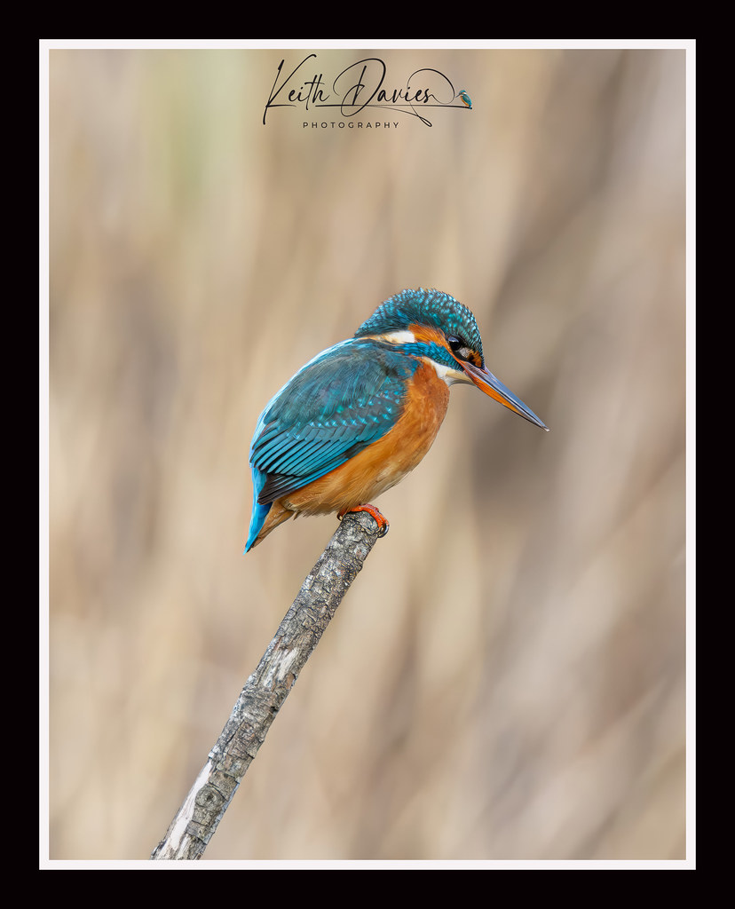 Untitled Keith Davies Flickr