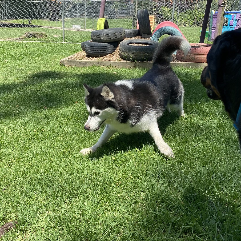 Bigs DDC 06/12/2023 Pet Resorts Australia Dural Flickr