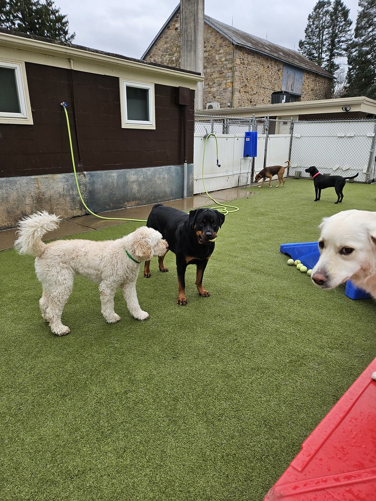 20231205_122740 Holiday House Pet Resort and Training Center Flickr