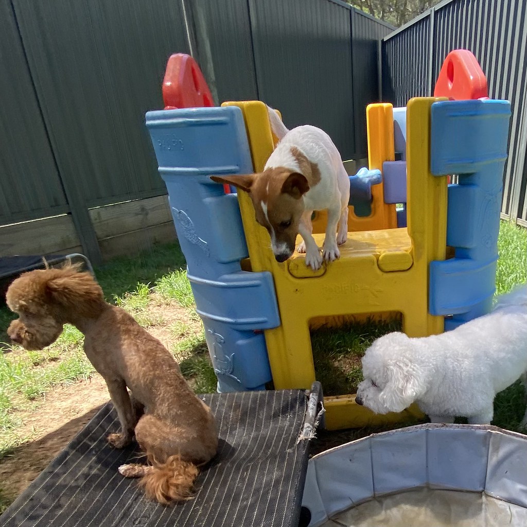 Littles DDC 06/12/2023 Pet Resorts Australia Dural Flickr