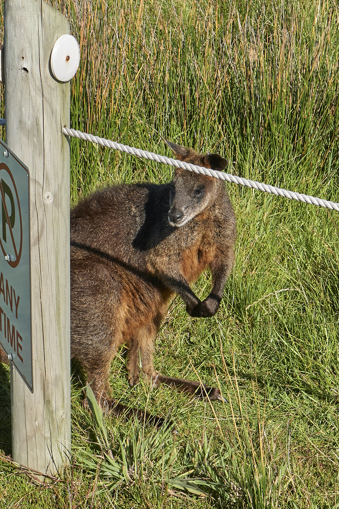 Wallaby Ventnor Road, Summerlands, Phillip Island, Victori… Flickr