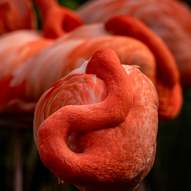 Fort Worth Zoo, Dec. 2023 Flickr