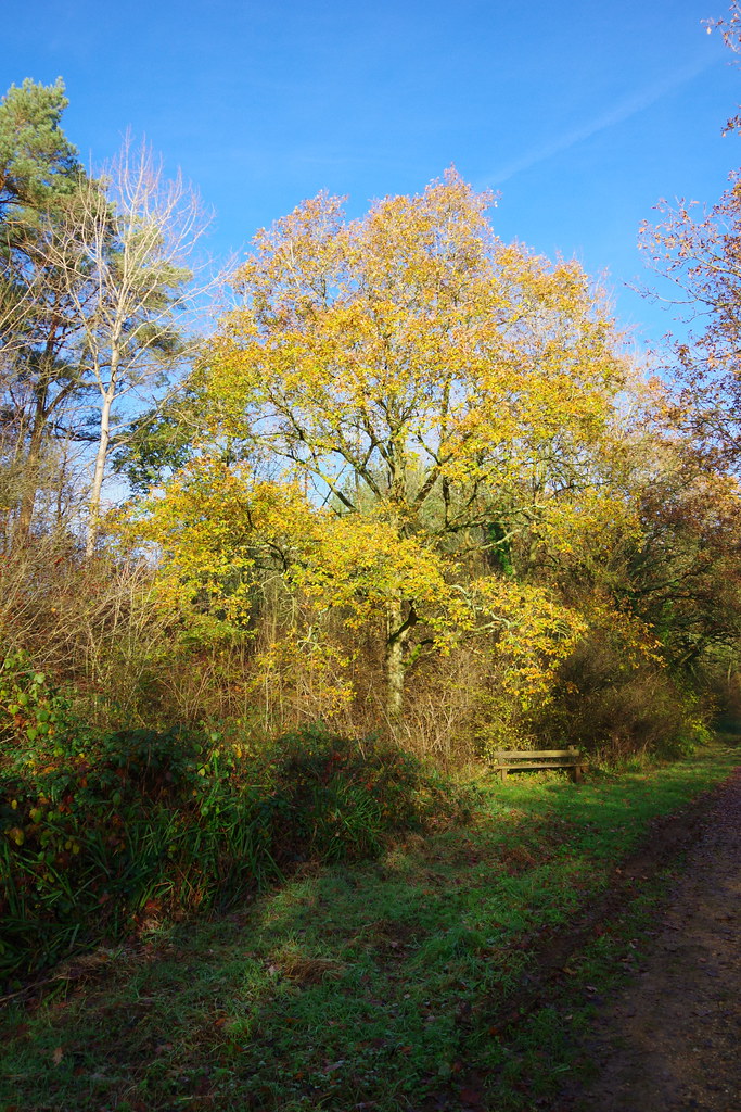 Oak and Bench, Dead Man's Hill Bower St Snapper Flickr