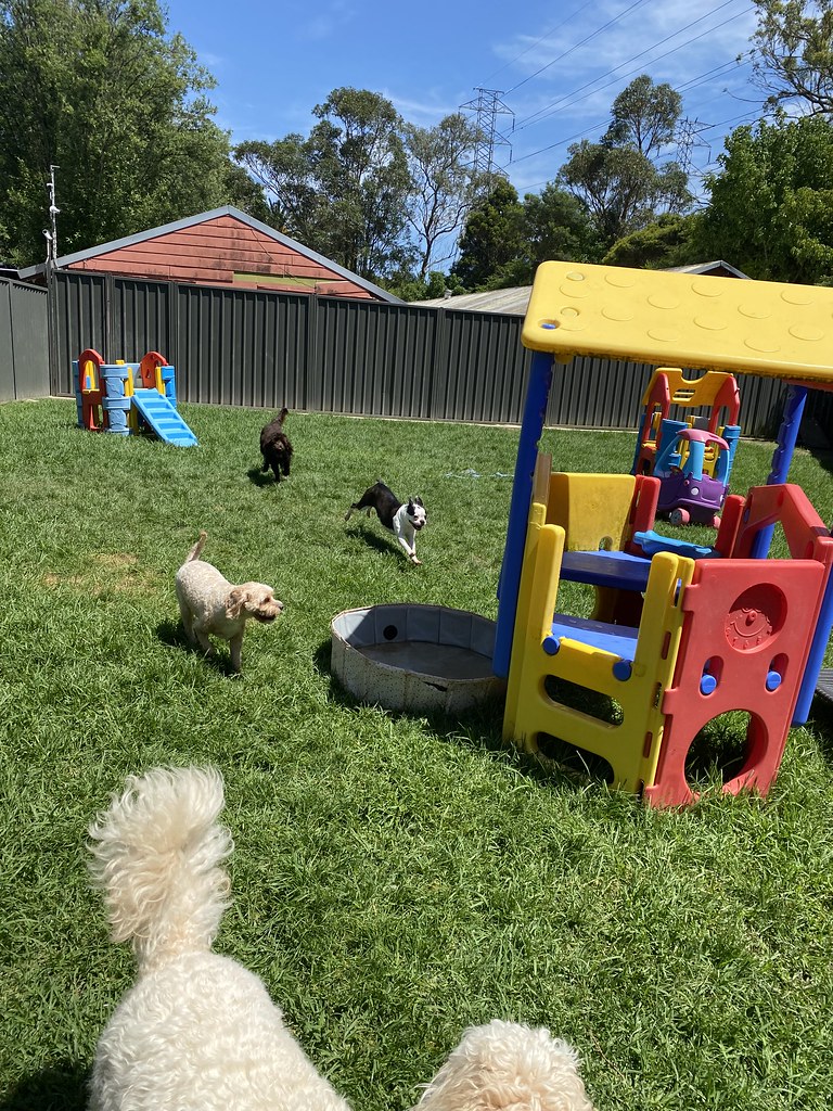 Littles 07/12/2023 Pet Resorts Australia Dural Flickr