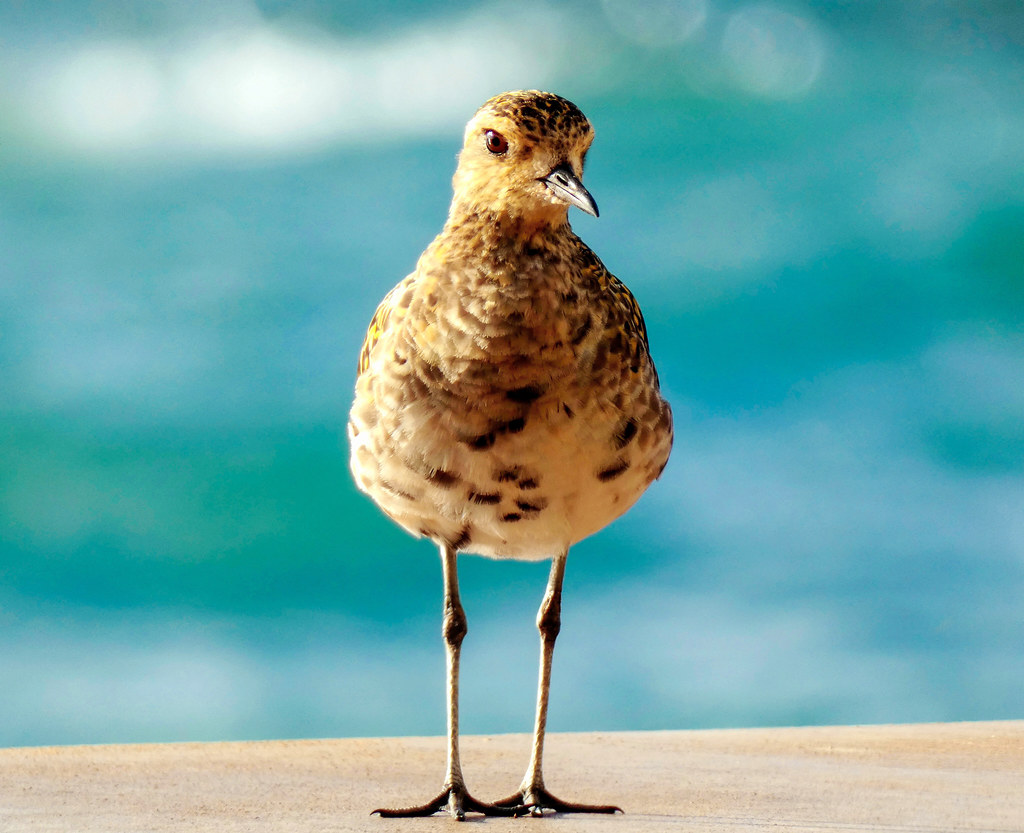 Pacific GoldenPlover Pacific GoldenPlover, taken in Maui… Flickr
