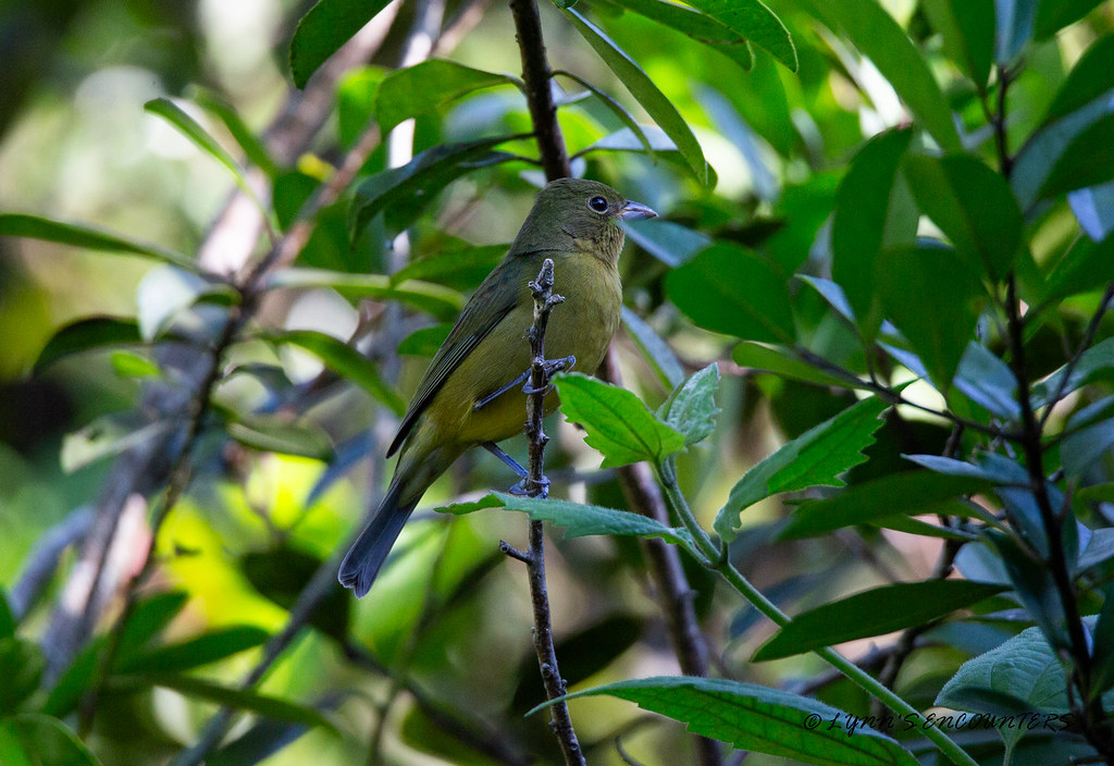 Female Painted bunting Plantation Preserve. LYNN'S ENCOUNTERS Flickr