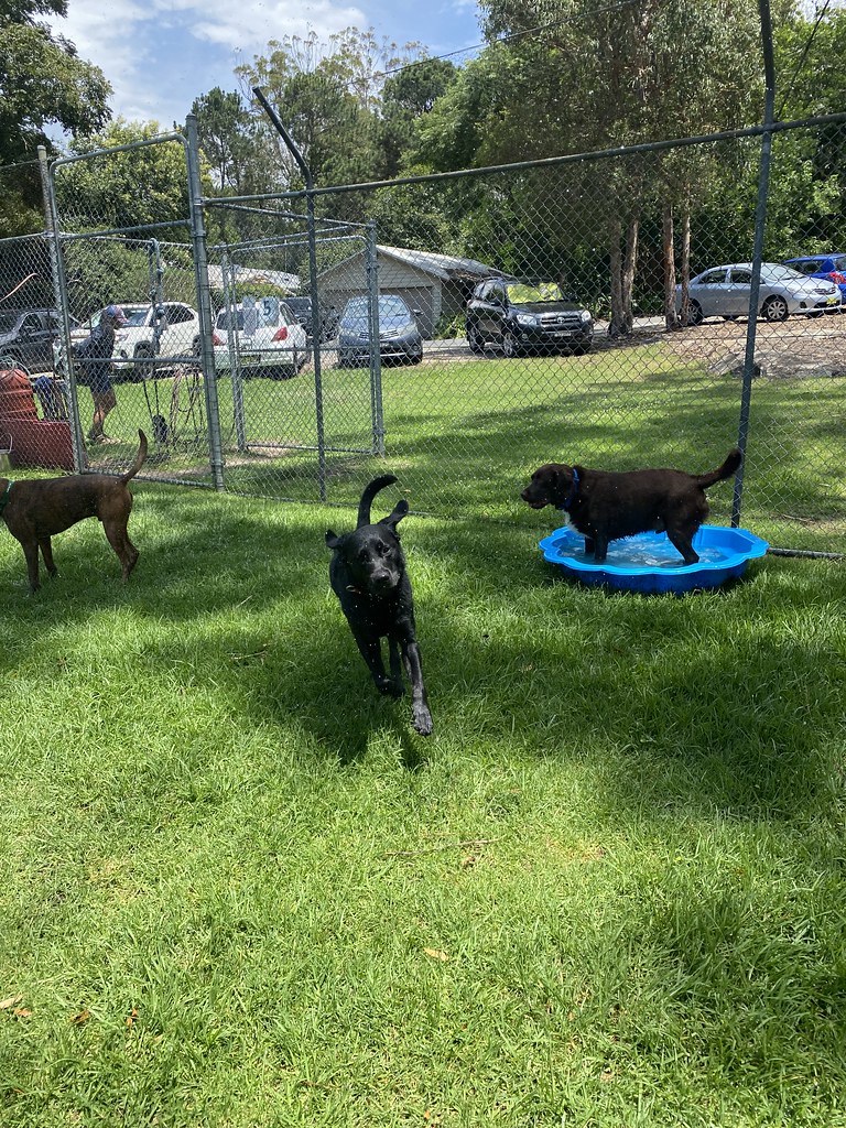 Bigs 07/12/2023 Pet Resorts Australia Dural Flickr