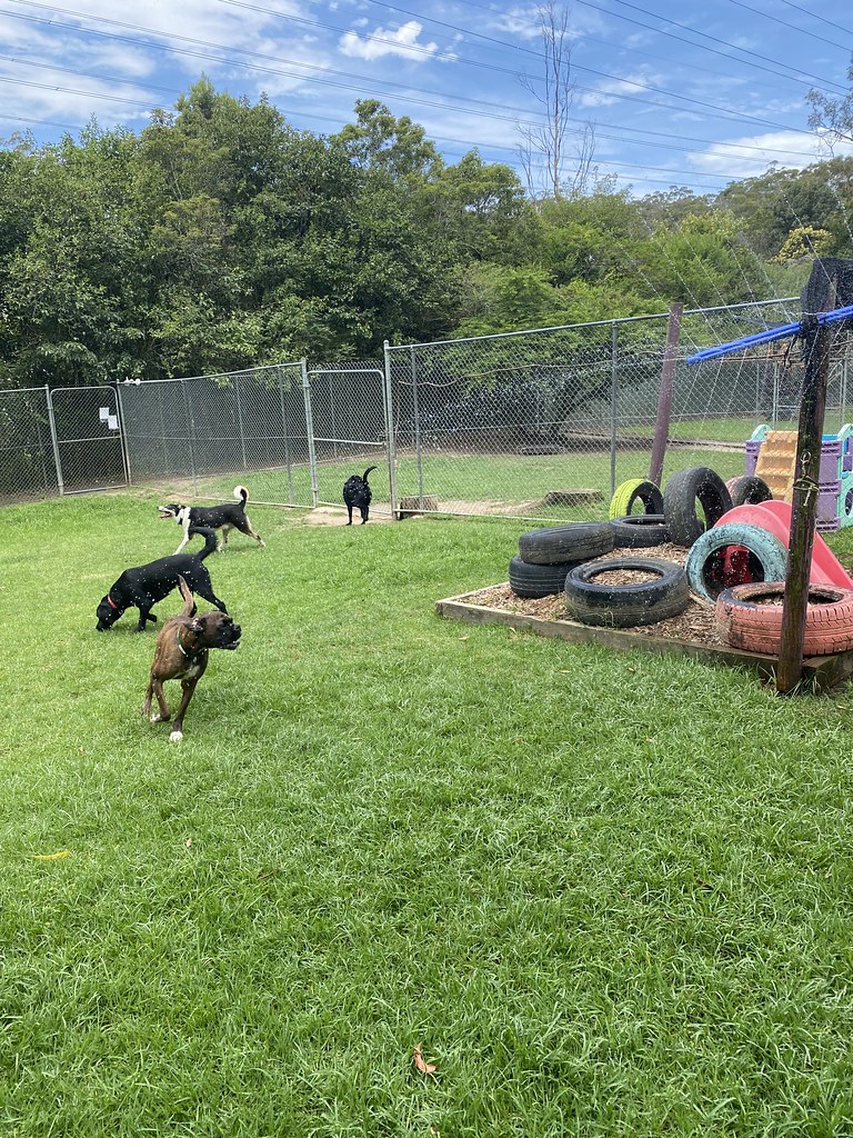 Untitled Pet Resorts Australia Dural Flickr