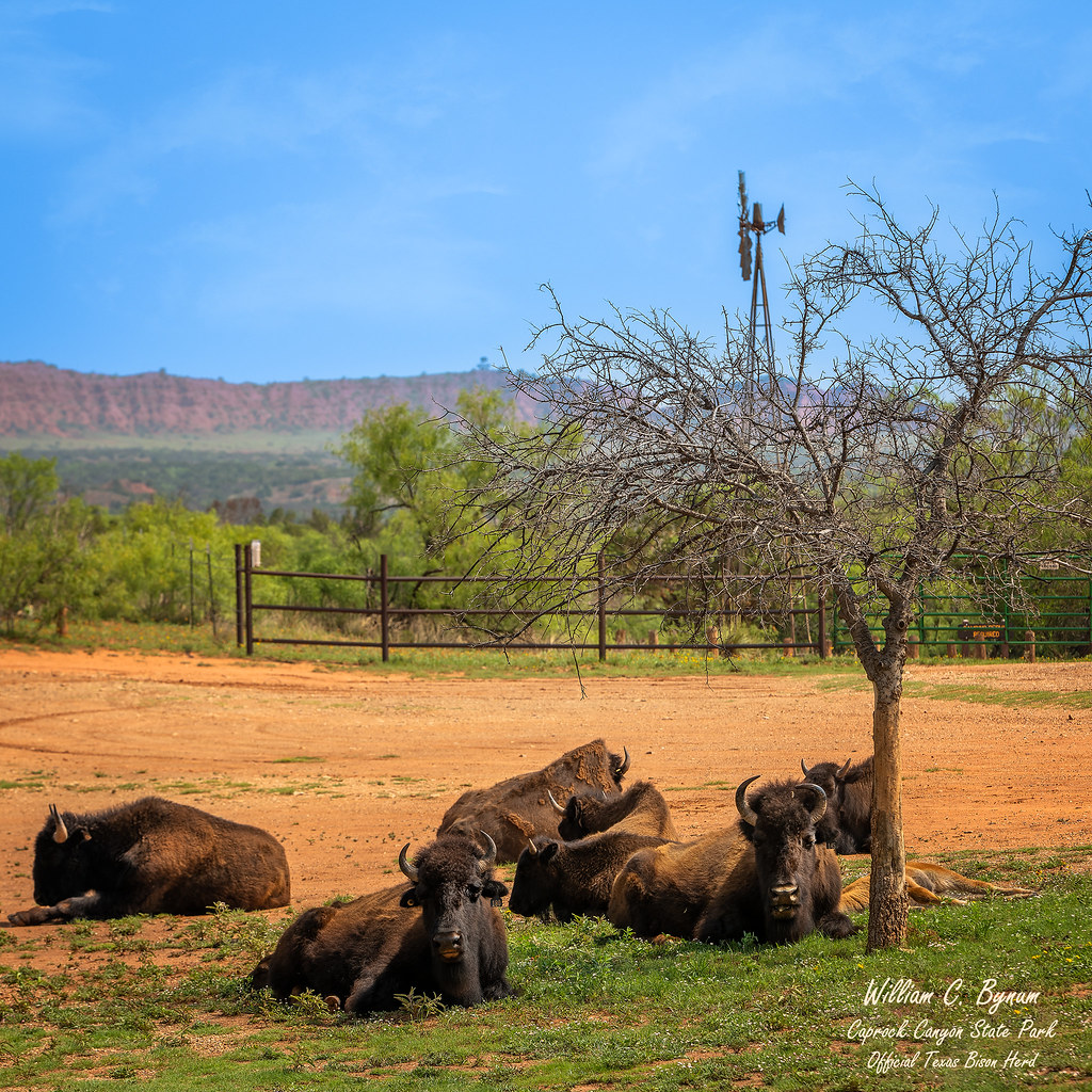 Caprock Canyon Bill Bynum Flickr