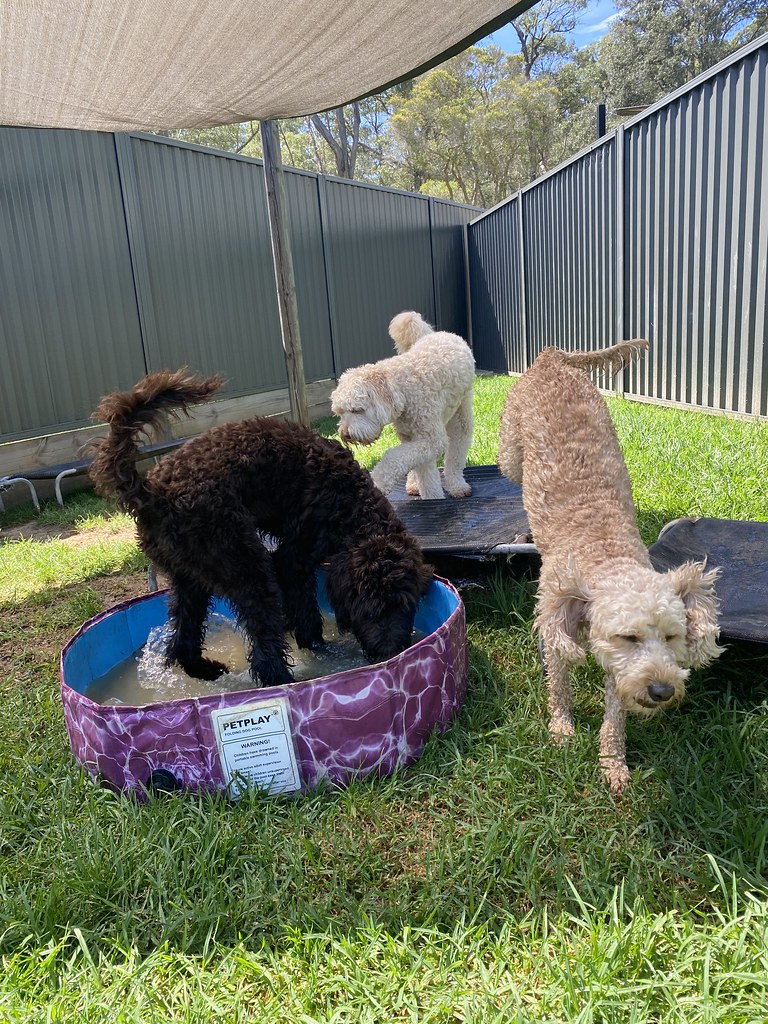 Littles 07/12/2023 Pet Resorts Australia Dural Flickr