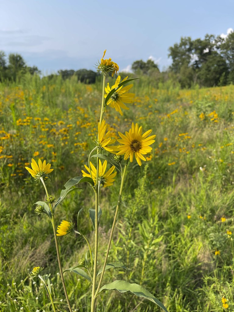 53085521003_7df410be4b_o John Blair Flickr