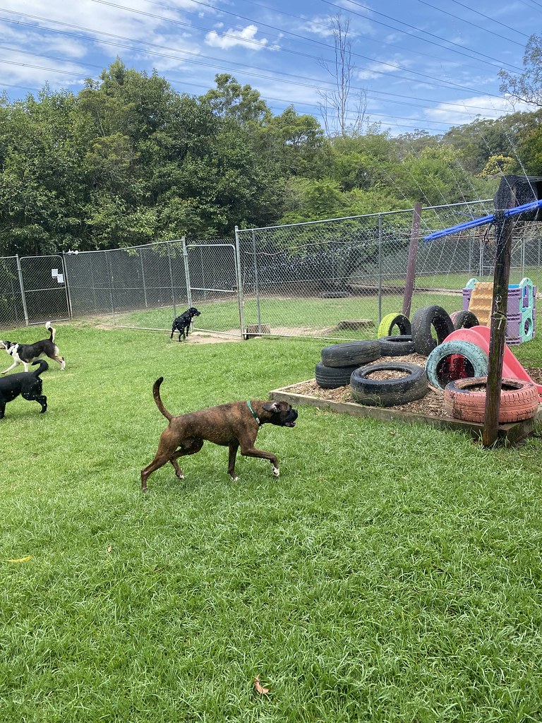 Bigs 07/12/2023 Pet Resorts Australia Dural Flickr
