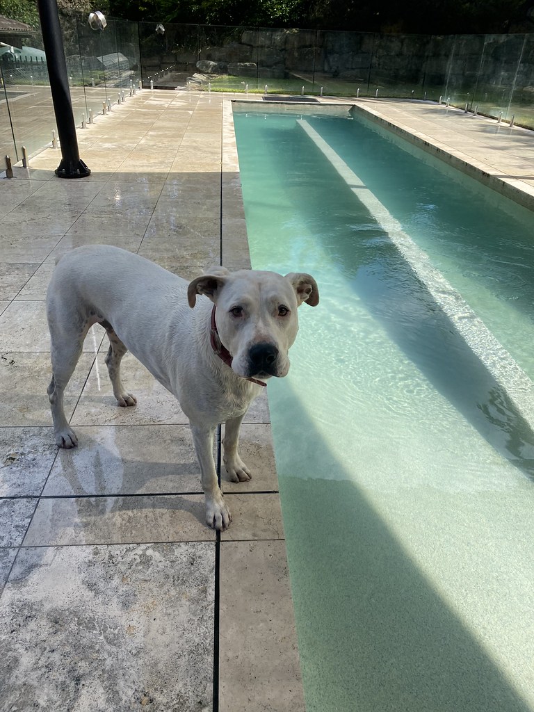 DDC Bigs 8/12 💕🐾 Terrigal Pet Resort Doggy Day Care Flickr