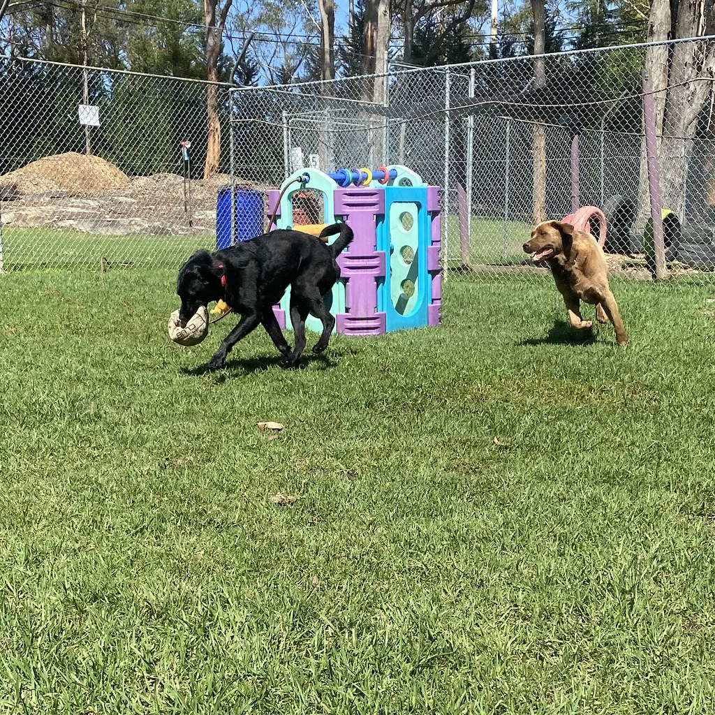 Bigs 07/12/2023 Pet Resorts Australia Dural Flickr