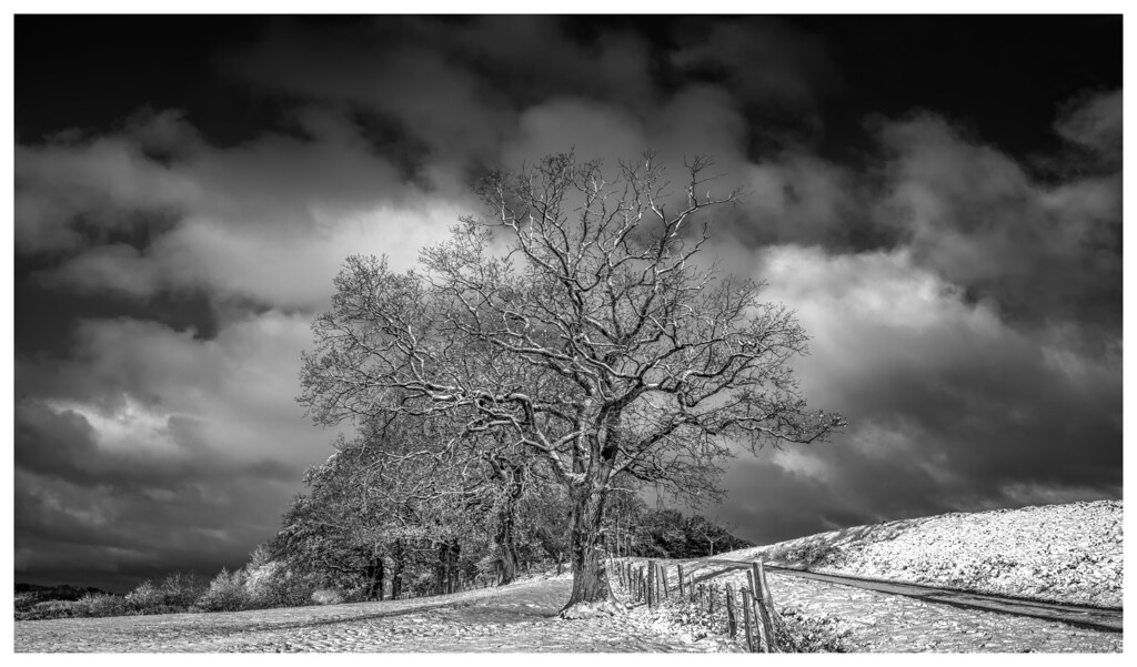 Old oakgroup in snow Germany, Hometown; Leica M11 + Voigtl… Flickr