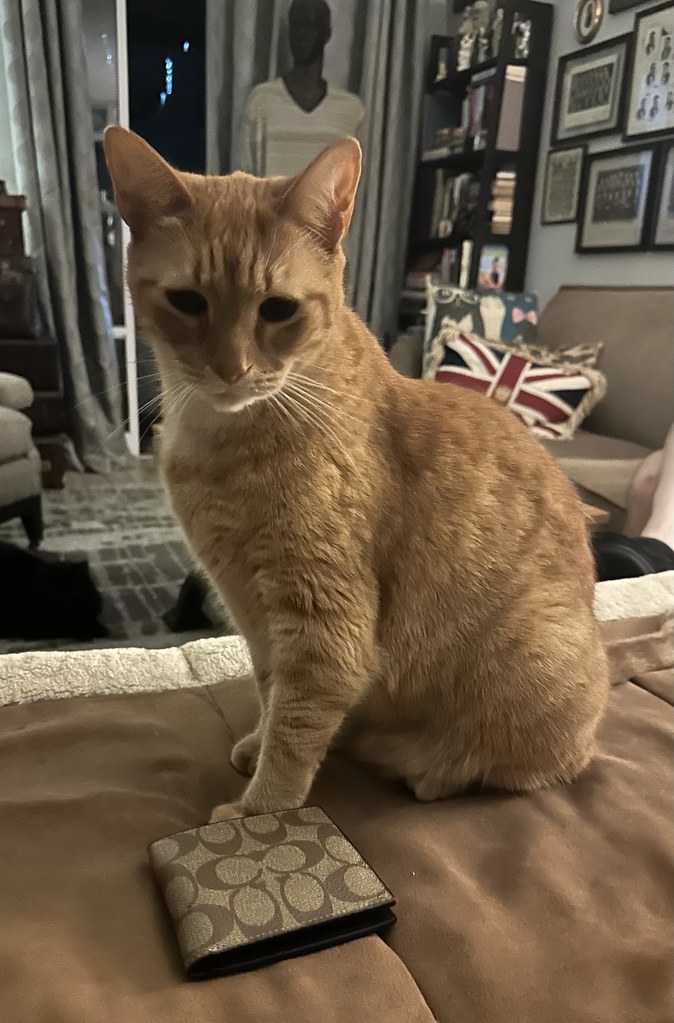 The Coach Cat jrotn Flickr