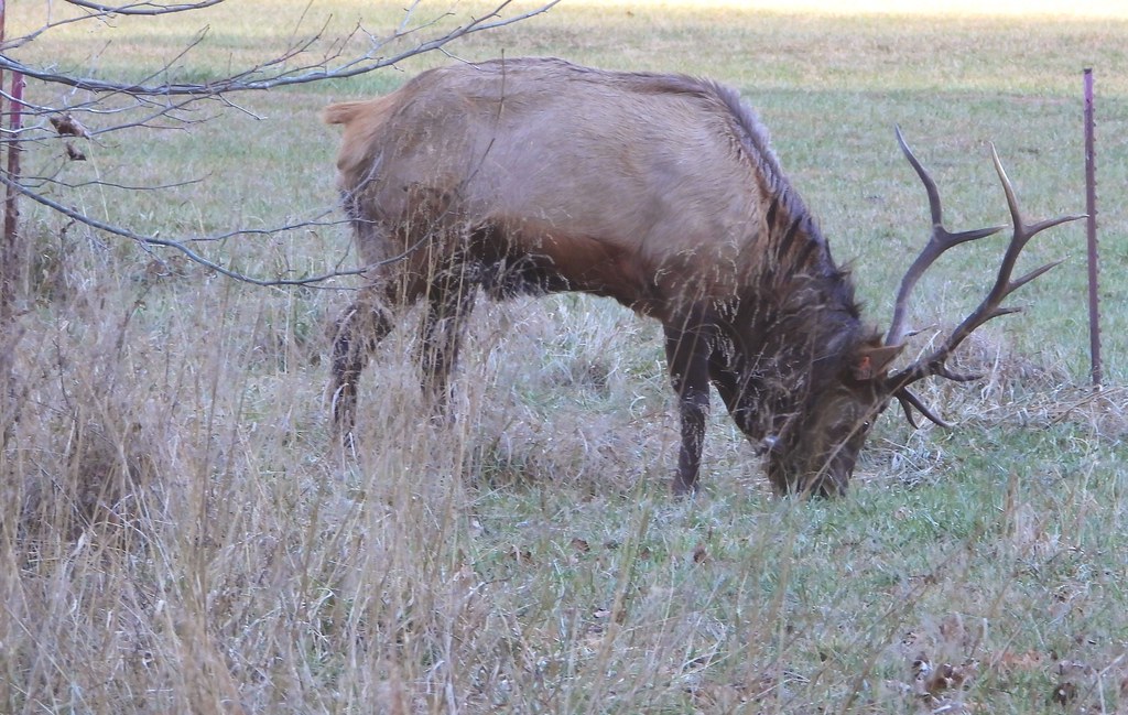 7314e2inP grazing bull elk Seen at Oconoluftee, Great Smok… Flickr