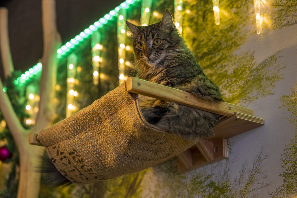 Cat in the cat cafe Klagenfurt Stephan Wirnsberger Flickr