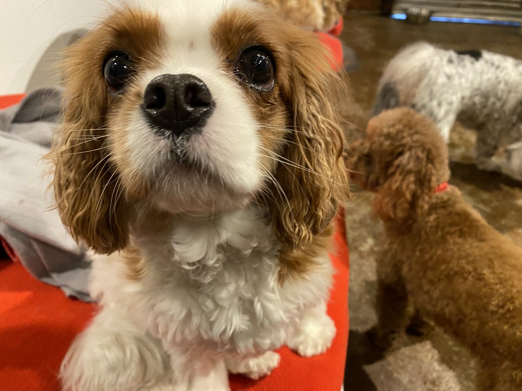 Untitled Rex Dog Hotel + Spa Flickr