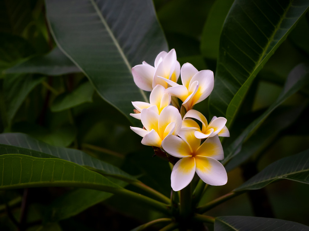 Nestled Traditional frangipani cultivar in my Gold Coast h… Flickr