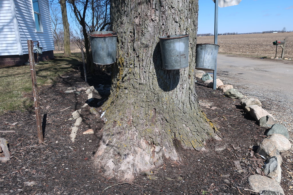 Three Buckets in the Tree Wakarusa, Indiana 1coffeelady Flickr