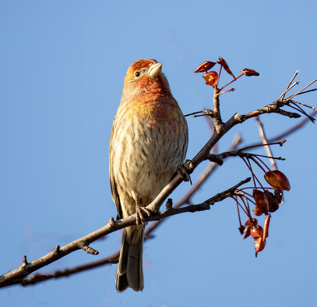 House finch (Haemorhous mexicanus) The house finch is a bi… Flickr