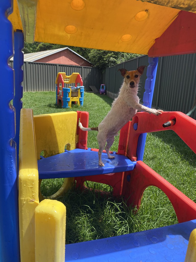 Littles DDC 12/12/2023 Pet Resorts Australia Dural Flickr