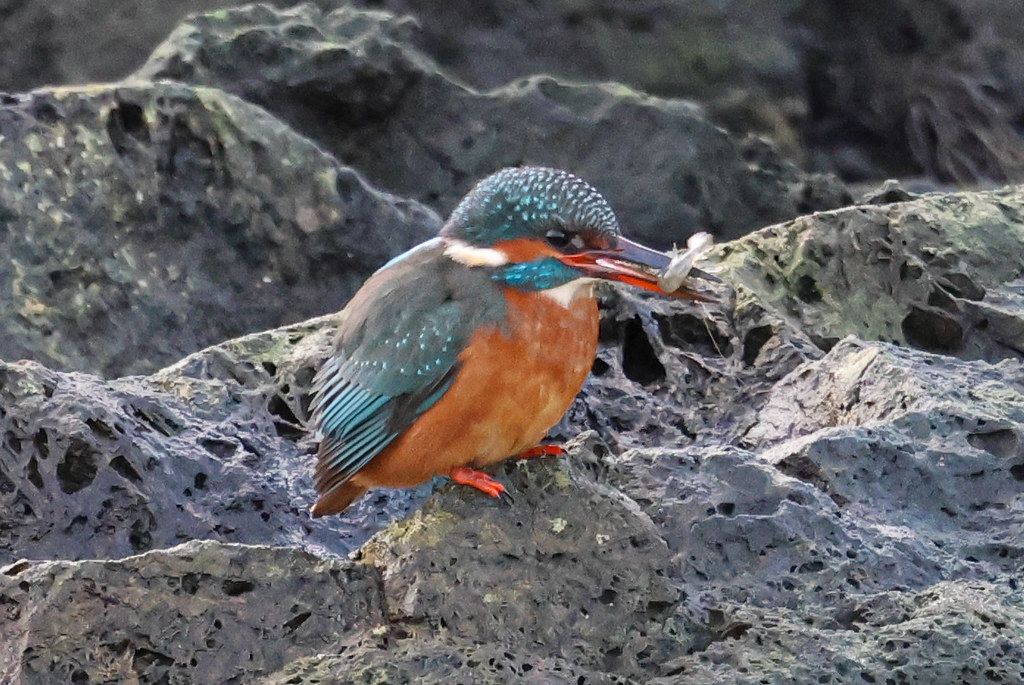 Kingfisher Stevenston Point Dougie Edmond Flickr