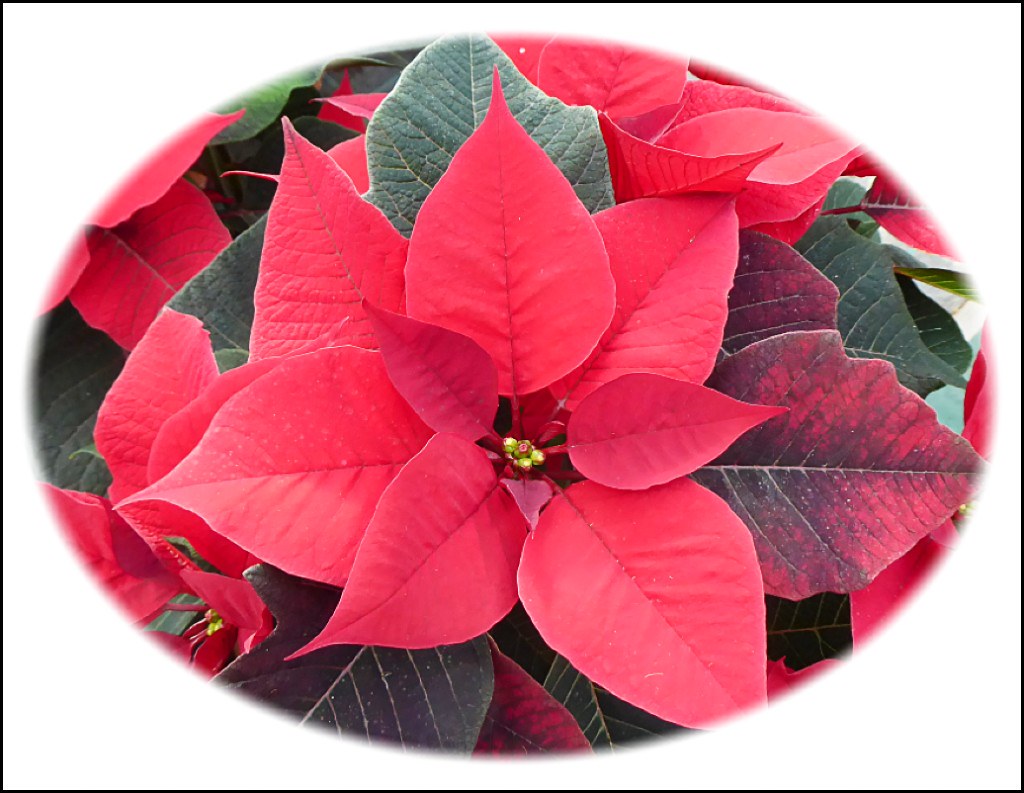 Flower of the Holy Night .. The "Pointsettia "Flower" is a… Flickr