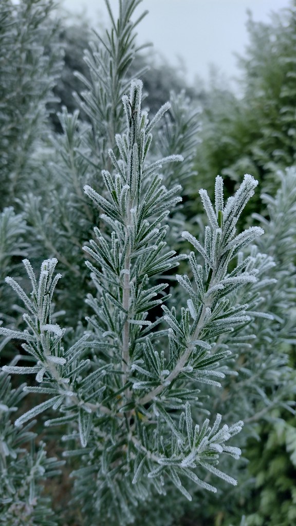 Frosty herb dave timms Flickr