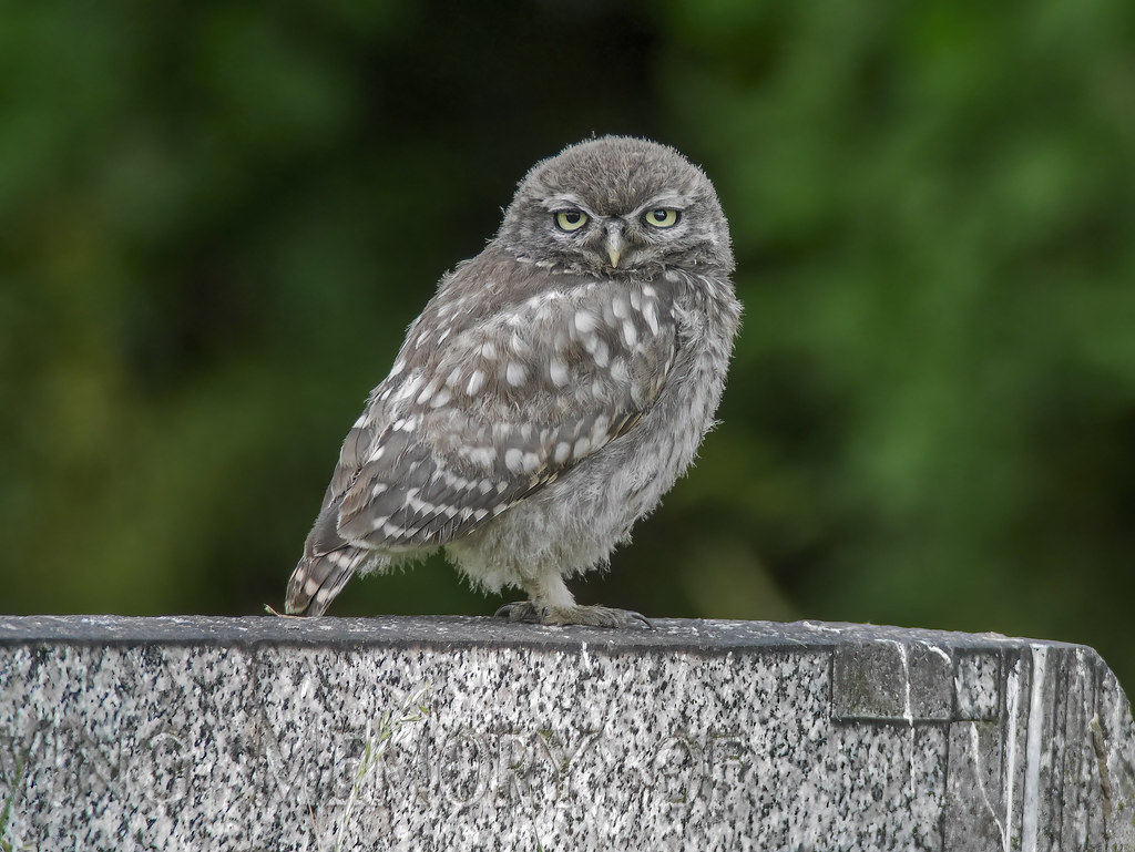 Little owl....Yorkshire Reworked digiscoped little owl pic… Flickr