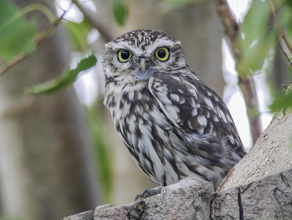 Little owl....Yorkshire Reworked digiscoped little owl pic… Flickr