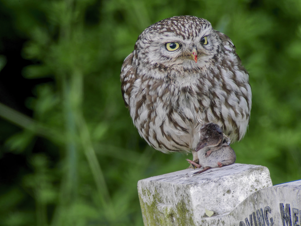 Little owl....Yorkshire Reworked digiscoped little owl pic… Flickr