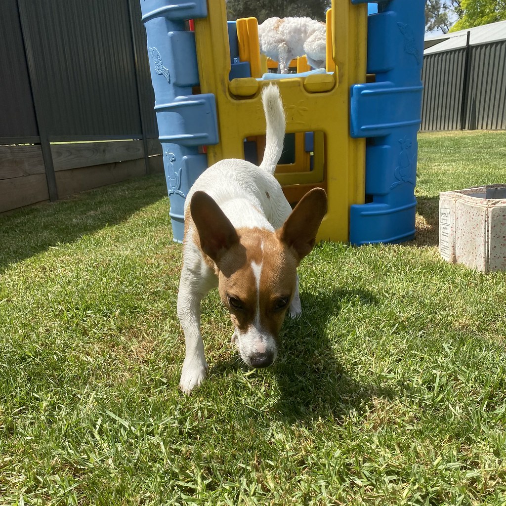 Littles DDC 13/12/2023 Pet Resorts Australia Dural Flickr