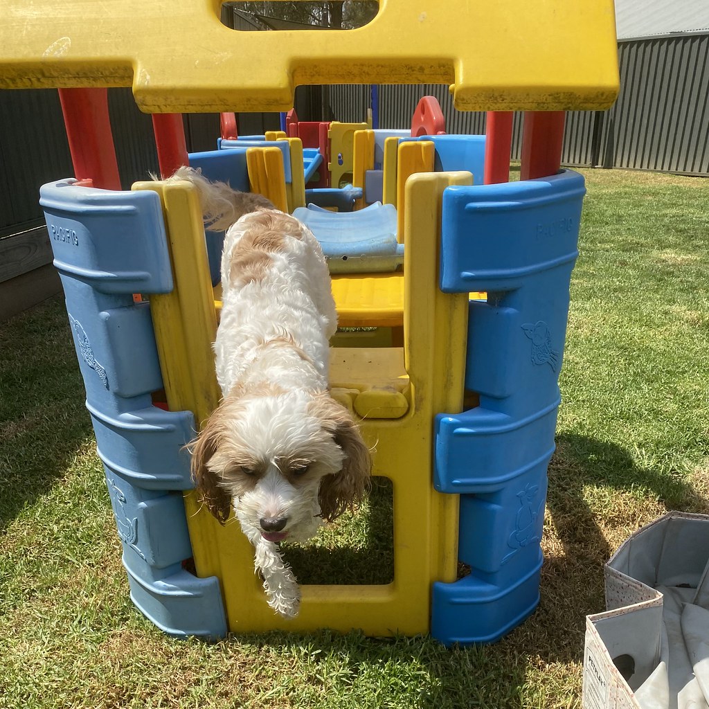 Littles DDC 13/12/2023 Pet Resorts Australia Dural Flickr