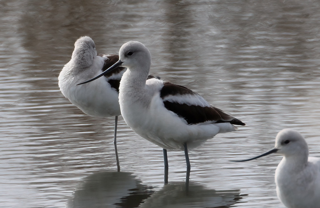 American avocet Savannah National Wildlife Refuge Onslow I… Flickr