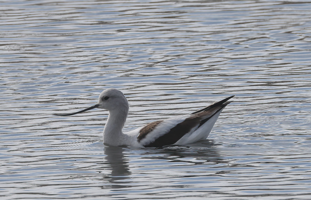 American avocet Savannah National Wildlife Refuge Onslow I… Flickr
