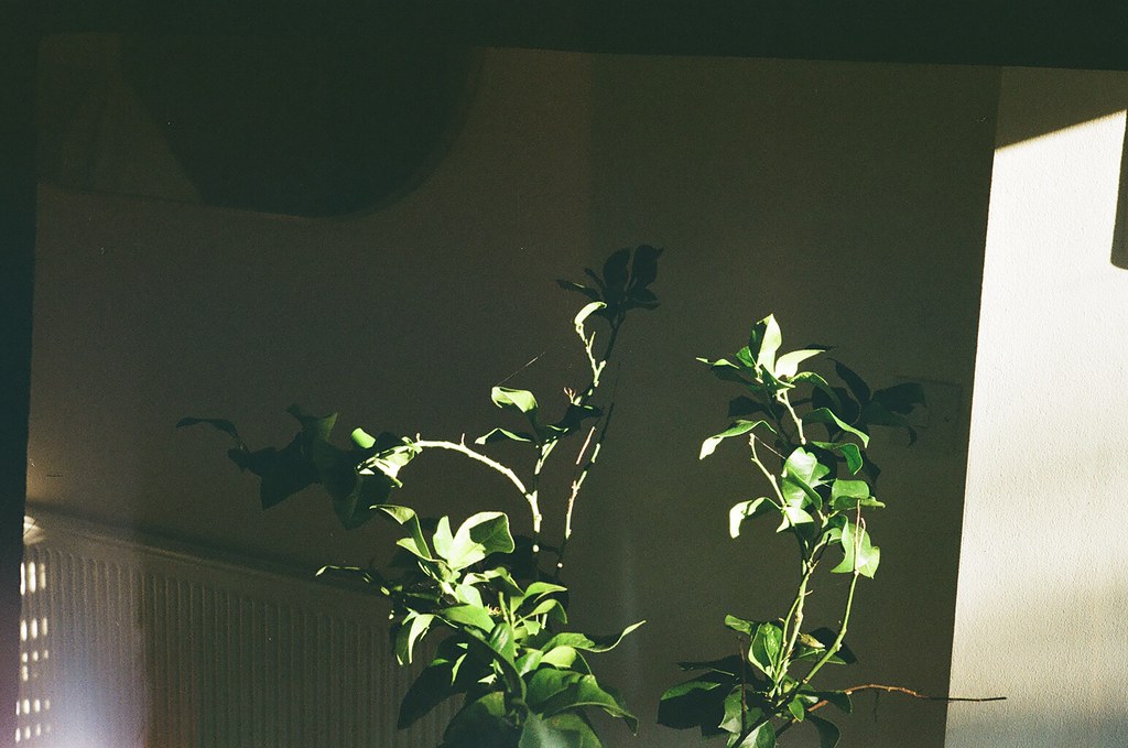 Lemon Tree Film 35mm Kentmere 400 shot on kiev 4 Alan Oakden Flickr