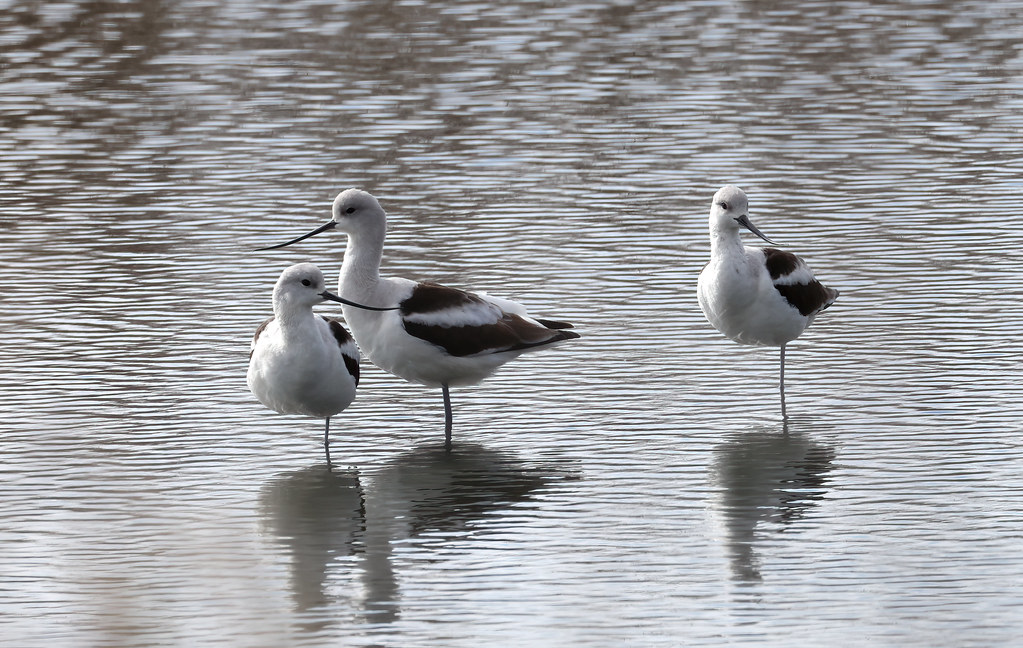 American avocet Savannah National Wildlife Refuge Onslow I… Flickr