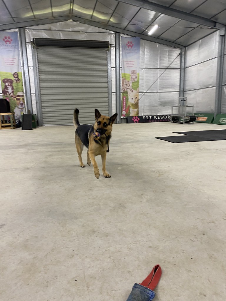 Untitled Pet Resorts Australia Dural Flickr