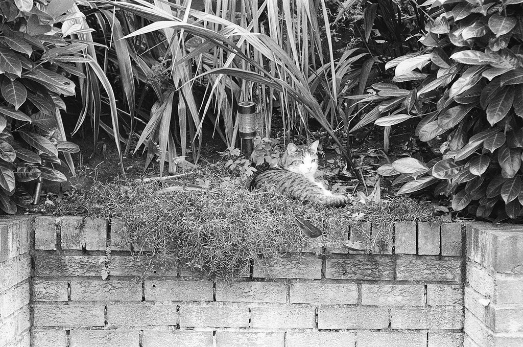 Theo the Cat In summer my cat Theo really took to sleeping… Flickr