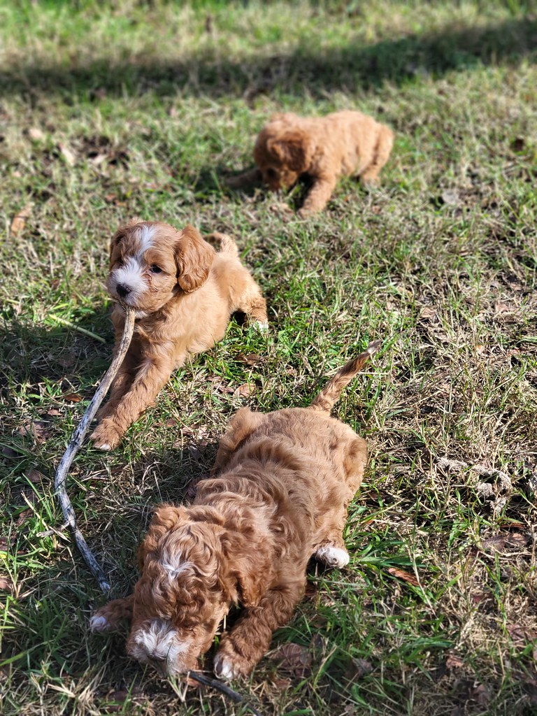 Angel and Candy Cane Labradoodles of Logan Ranch Flickr