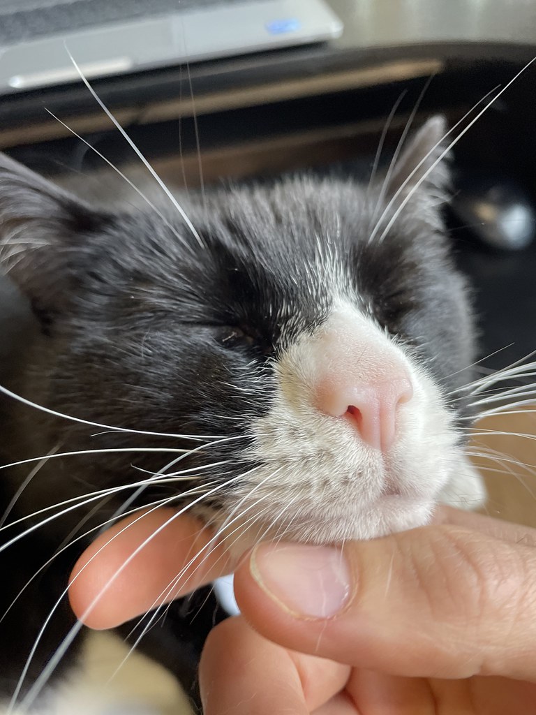 To print Dan Freeman Flickr