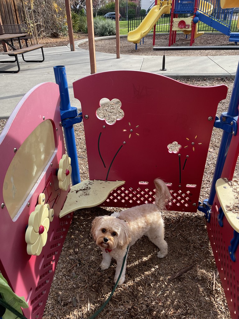Play Time at the Tot Lot We usually stop off at the neighb… Flickr