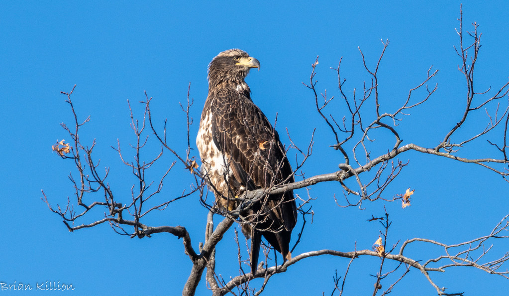 850_4934.jpg Brian Killion Flickr