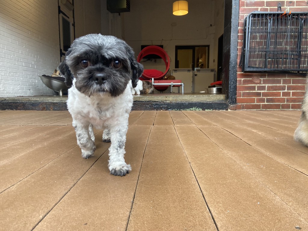 Untitled Rex Dog Hotel + Spa Flickr