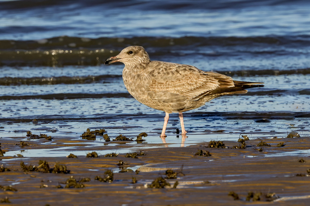 Herring Gull on Fowler Beach...IM8A7067AT Fowler Beach, De… Flickr